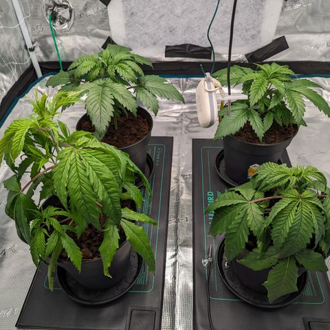 Painkiller XL growlog timeline photo