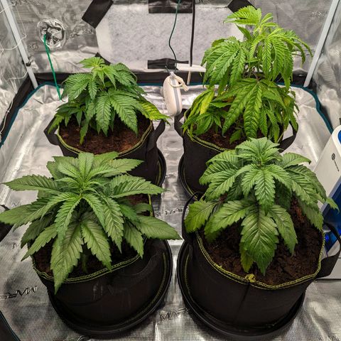 Painkiller XL growlog timeline photo