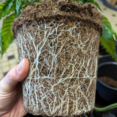 Painkiller XL growlog timeline photo