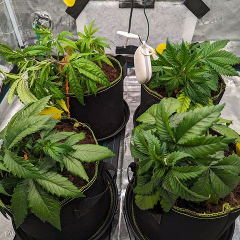 Painkiller XL growlog timeline photo