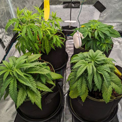 Painkiller XL growlog timeline photo