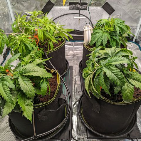 Painkiller XL growlog timeline photo
