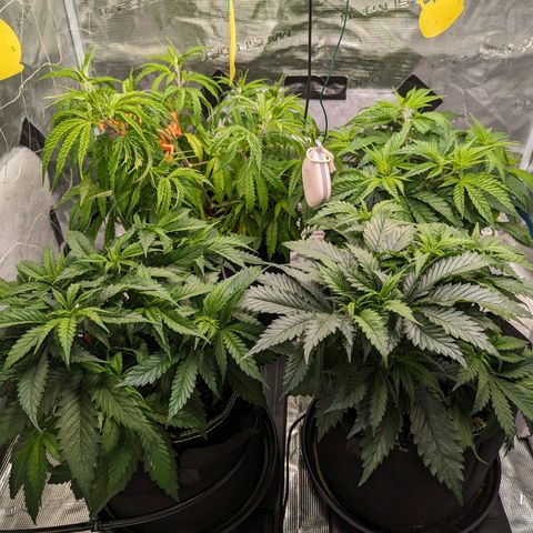 Painkiller XL growlog timeline photo