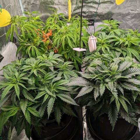 Painkiller XL growlog timeline photo