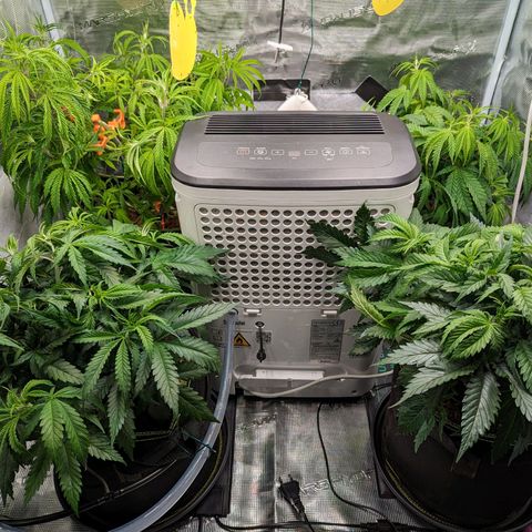 Painkiller XL growlog timeline photo