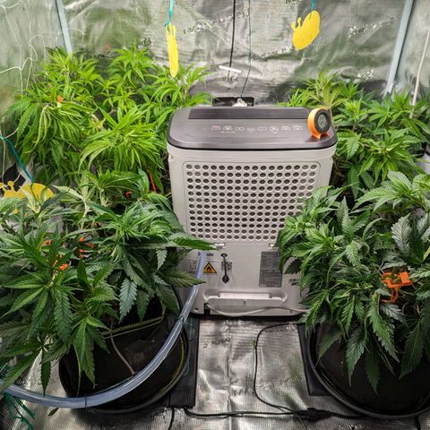 Painkiller XL growlog timeline photo