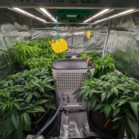 Painkiller XL growlog timeline photo