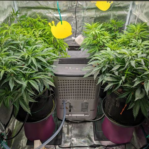 Painkiller XL growlog timeline photo
