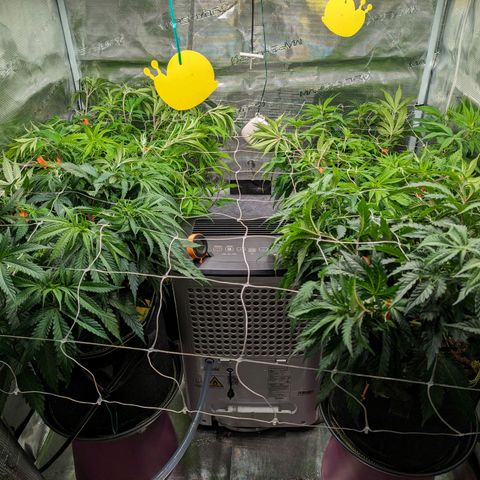Painkiller XL growlog timeline photo