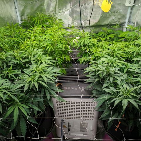 Painkiller XL growlog timeline photo