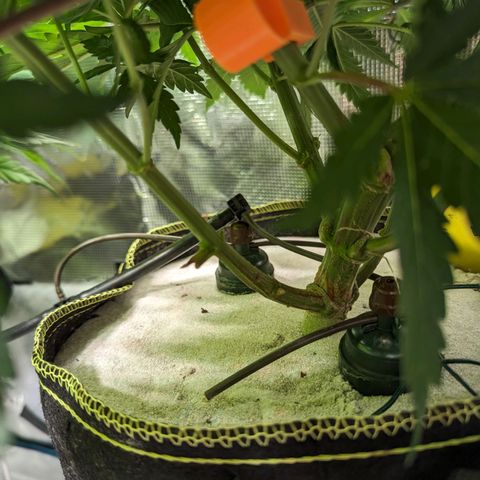 Painkiller XL growlog timeline photo
