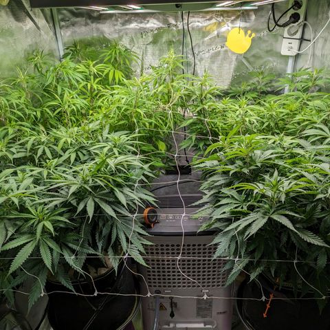 Painkiller XL growlog timeline photo