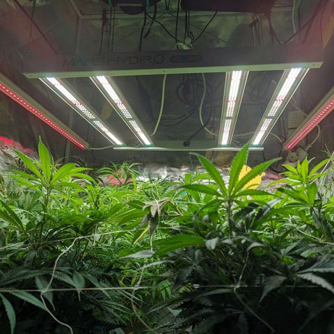 Painkiller XL growlog timeline photo