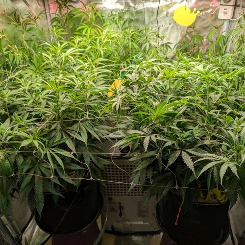 Painkiller XL growlog timeline photo