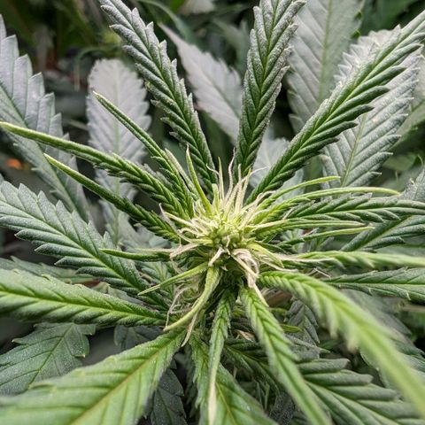Painkiller XL growlog timeline photo