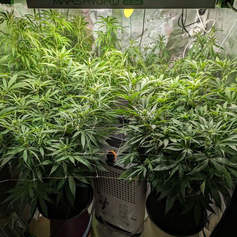 Painkiller XL growlog timeline photo