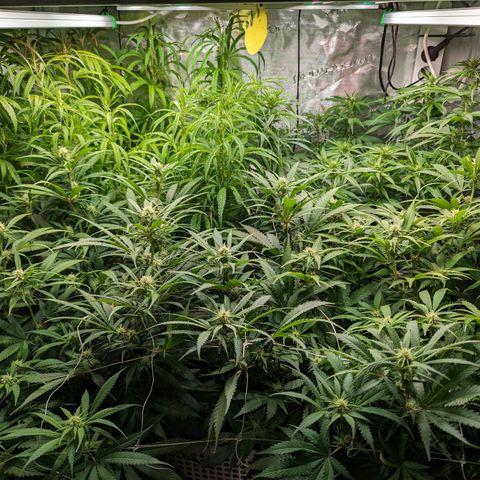 Painkiller XL growlog timeline photo