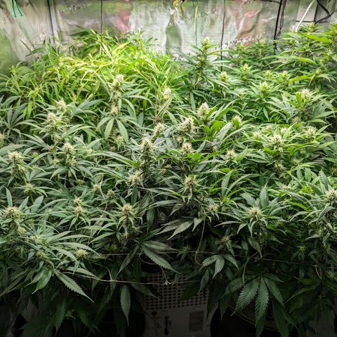 Painkiller XL growlog timeline photo