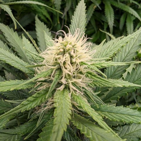 Amnesia Haze growlog timeline photo
