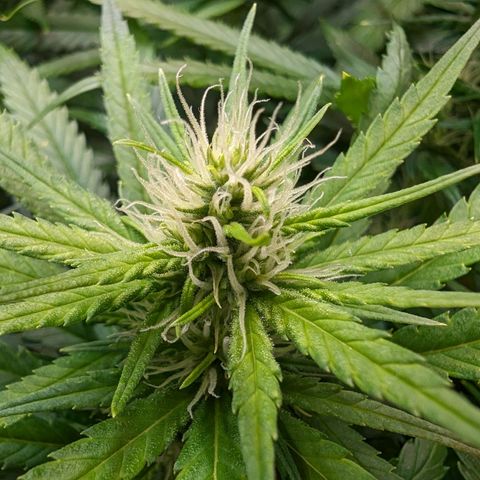 Painkiller XL growlog timeline photo
