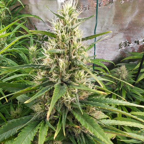 Painkiller XL growlog timeline photo