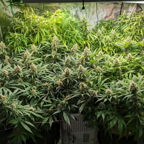 Painkiller XL growlog timeline photo
