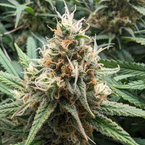 Amnesia Haze growlog timeline photo