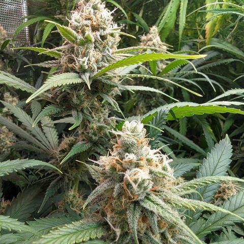 Amnesia Haze growlog timeline photo