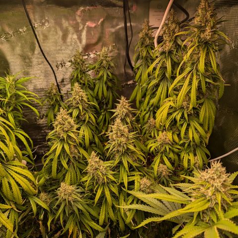Painkiller XL growlog timeline photo