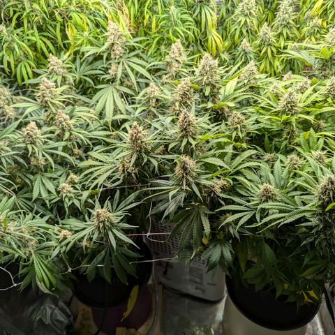 Amnesia Haze growlog timeline photo