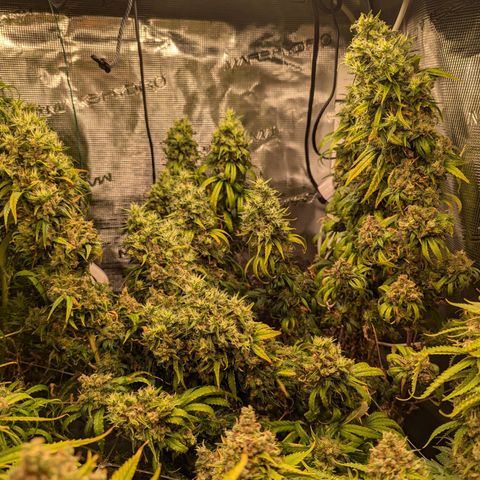 Painkiller XL growlog timeline photo