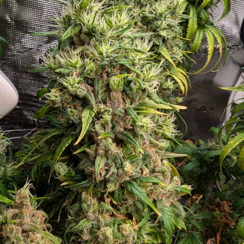 Painkiller XL growlog timeline photo