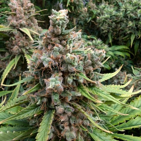 Amnesia Haze growlog timeline photo