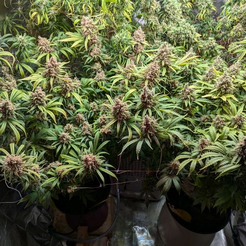 Amnesia Haze growlog timeline photo