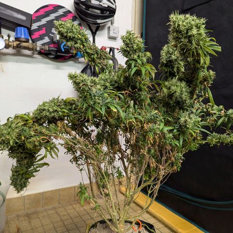 Painkiller XL growlog photo: Plant 1 of 2