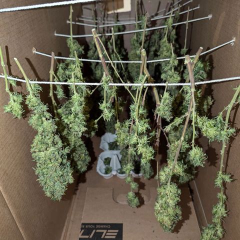 Painkiller XL growlog photo: Plant 1 of 2
