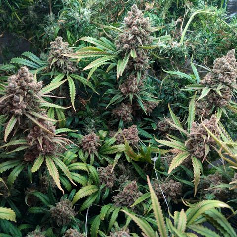 Amnesia Haze growlog timeline photo