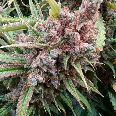 Amnesia Haze growlog timeline photo