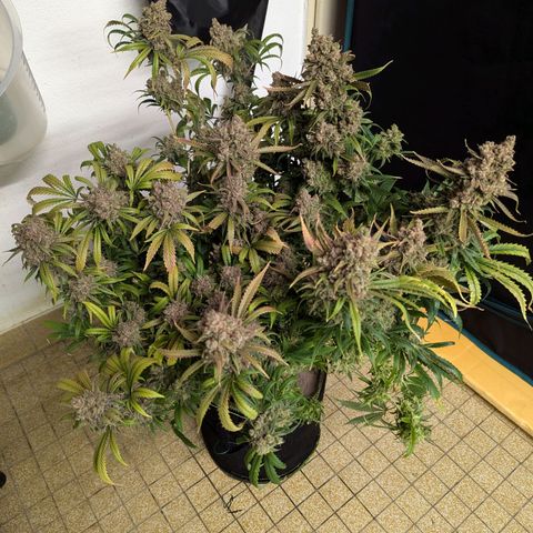 Amnesia Haze growlog photo: Plant 1 of 2