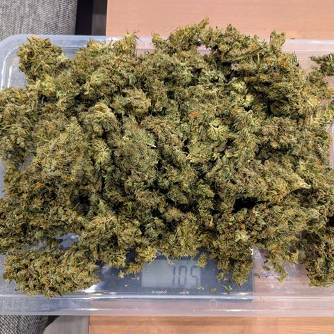 Painkiller XL growlog photo: Plant 1 of 2 --> 105g