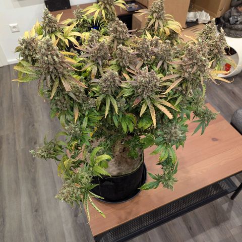 Amnesia Haze growlog timeline photo