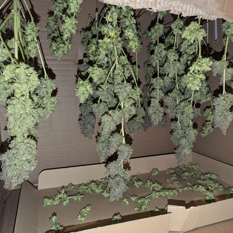 Amnesia Haze growlog timeline photo