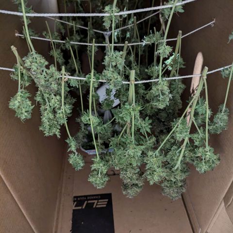 Amnesia Haze growlog timeline photo