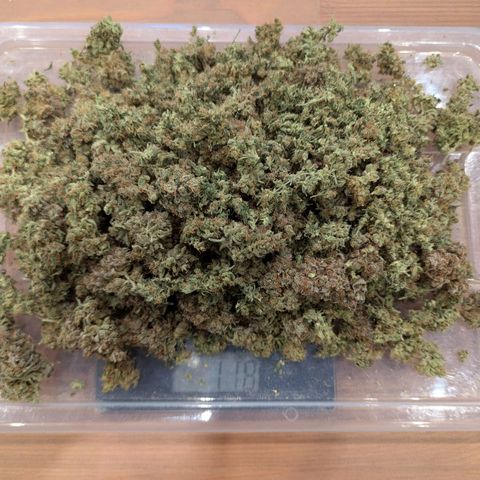 Amnesia Haze growlog photo: Plant 1 of 2 --> 118g