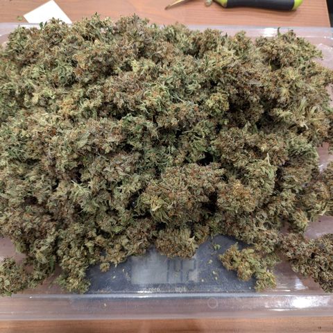 Amnesia Haze growlog photo: Plant 2 of 2 --> 142g