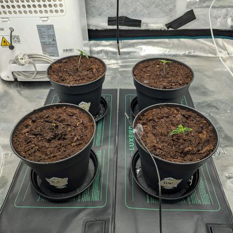Dance World (RQS) growlog timeline photo