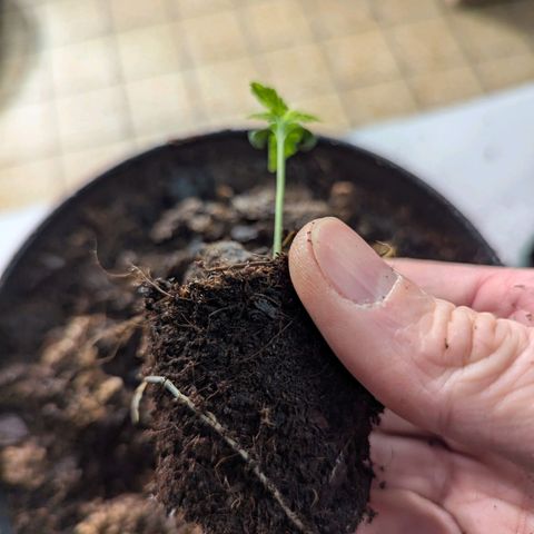 Dance World (RQS) growlog timeline photo