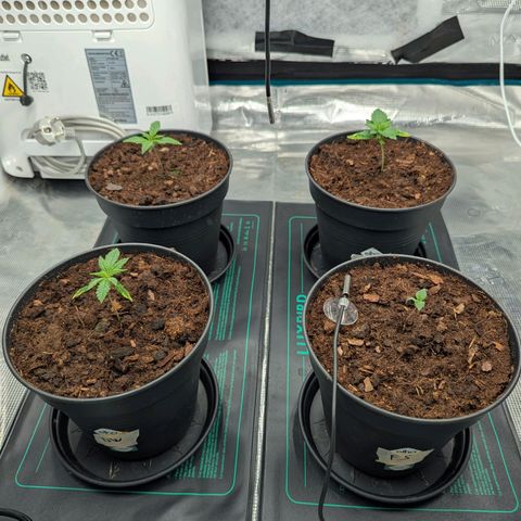 Dance World (RQS) growlog timeline photo