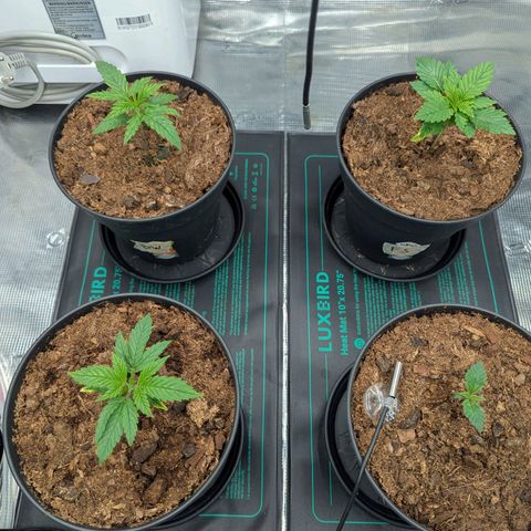 Dance World (RQS) growlog timeline photo