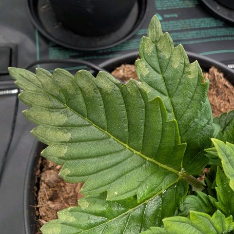 Fruit Spirit (RQS) growlog photo: Nutriments deficit